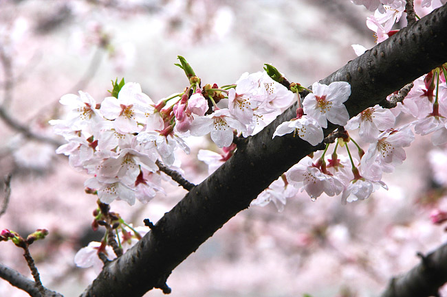 Florada Cerejeira Toquio
